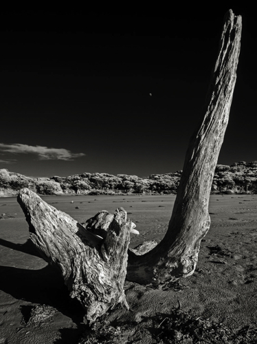 Moon and Driftwood